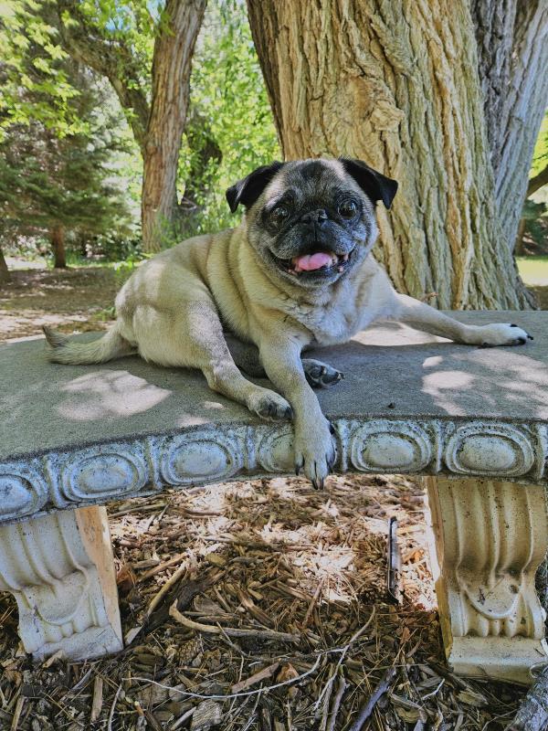 /images/uploads/pug nation rescue of los angeles/pugnation2024/entries/30795thumb.jpg